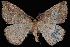  (Drepanulatrix foeminaria - WFBM-07-0039)  @14 [ ] CreativeCommons - Attribution (2010) Unspecified University of British Columbia