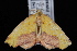  (Sicya macularia - WFBM-07-0063)  @13 [ ] CreativeCommons - Attribution (2010) Unspecified University of British Columbia