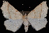  (Synaxis sp - WFBM-07-0067)  @13 [ ] CreativeCommons - Attribution (2010) Unspecified University of British Columbia