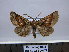  (Pero ochriplaga - BC AL Geo 00177)  @14 [ ] Copyright (2010) Unspecified Research Collection of Antoine Leveque