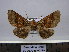  (Pero vulpecula - BC AL Geo 00178)  @13 [ ] Copyright (2010) Unspecified Research Collection of Antoine Leveque