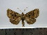  (Pero poolei AL-f1 - BC AL Geo 00184)  @14 [ ] Copyright (2010) Unspecified Research Collection of Antoine Leveque