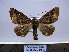  ( - BC AL Geo 00210)  @14 [ ] Copyright (2010) Unspecified Research Collection of Antoine Leveque