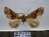  ( - BC AL Geo 00230)  @12 [ ] Copyright (2010) Unspecified Research Collection of Antoine Leveque