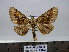  (Pero crepera AL-f2 - BC AL Geo 00250)  @13 [ ] Copyright (2010) Unspecified Research Collection of Antoine Leveque