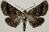  (Pero janichoni - BC AL Geo 00097)  @14 [ ] Copyright (2010) Unspecified Research Collection of Antoine Leveque