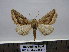  ( - BC AL Geo 00115)  @12 [ ] Copyright (2010) Unspecified Research Collection of Antoine Leveque