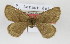  (Sciadia sabaudiensis - BC AL Geo 00191)  @11 [ ] Copyright (2010) Unspecified Research Collection of Antoine Leveque