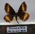 (Psodos quadrifaria pyrenaea - BC AL Geo 00293)  @11 [ ] Copyright (2010) Unspecified Research Collection of Antoine Leveque