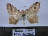  ( - BC AL Geo 00337)  @14 [ ] Copyright (2010) Unspecified Research Collection of Antoine Leveque