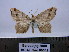  ( - BC AL Geo 00342)  @14 [ ] Copyright (2010) Unspecified Research Collection of Antoine Leveque