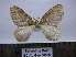  ( - BC AL Geo 00383)  @13 [ ] Copyright (2010) Unspecified Research Collection of Antoine Leveque