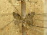  ( - BC AL Geo 00394)  @11 [ ] Copyright (2010) Unspecified Research Collection of Antoine Leveque