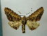  (Pero beatricaria - BC AL Geo 00417)  @13 [ ] Copyright (2010) Unspecified Research Collection of Antoine Leveque