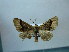  (Pero heralda - BC AL Geo 00463)  @13 [ ] Copyright (2010) Unspecified Research Collection of Antoine Leveque