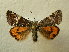  ( - BC AL Geo 00521)  @13 [ ] Copyright (2010) Unspecified Research Collection of Antoine Leveque
