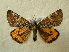  ( - BC AL Geo 00523)  @11 [ ] Copyright (2010) Unspecified Research Collection of Antoine Leveque