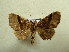  (Pero levera - BC AL Geo 00548)  @14 [ ] Copyright (2010) Unspecified Research Collection of Antoine Leveque