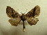  (Pero ravida - BC AL Geo 00551)  @14 [ ] Copyright (2010) Unspecified Research Collection of Antoine Leveque