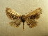  (Pero ochreicosta - BC AL Geo 00577)  @12 [ ] Copyright (2010) Unspecified Research Collection of Antoine Leveque