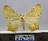  ( - BC ZSM AL 0023)  @11 [ ] CreativeCommons - Attribution Non-Commercial No Derivatives (2010) Unspecified SNSB, Zoologische Staatssammlung Muenchen