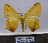 ( - BC ZSM AL 0038)  @15 [ ] CreativeCommons - Attribution Non-Commercial No Derivatives (2010) Unspecified SNSB, Zoologische Staatssammlung Muenchen