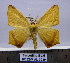  ( - BC ZSM AL 0039)  @15 [ ] CreativeCommons - Attribution Non-Commercial No Derivatives (2010) Unspecified SNSB, Zoologische Staatssammlung Muenchen