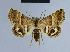  (Eublemma jucunda - BC ZSM Lep 54582)  @14 [ ] CreativeCommons - Attribution Non-Commercial Share-Alike (2014) Axel Hausmann/Bavarian State Collection of Zoology (ZSM) SNSB, Zoologische Staatssammlung Muenchen