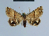  ( - BC ZSM Lep 54583)  @12 [ ] CreativeCommons - Attribution Non-Commercial Share-Alike (2014) Axel Hausmann/Bavarian State Collection of Zoology (ZSM) SNSB, Zoologische Staatssammlung Muenchen