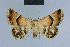  ( - BC ZSM Lep 54584)  @14 [ ] CreativeCommons - Attribution Non-Commercial Share-Alike (2014) Axel Hausmann/Bavarian State Collection of Zoology (ZSM) SNSB, Zoologische Staatssammlung Muenchen