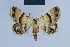  (Eublemma pergrata - BC ZSM Lep 54585)  @14 [ ] CreativeCommons - Attribution Non-Commercial Share-Alike (2014) Axel Hausmann/Bavarian State Collection of Zoology (ZSM) SNSB, Zoologische Staatssammlung Muenchen