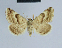  ( - BC ZSM Lep 54587)  @11 [ ] CreativeCommons - Attribution Non-Commercial Share-Alike (2014) Axel Hausmann/Bavarian State Collection of Zoology (ZSM) SNSB, Zoologische Staatssammlung Muenchen