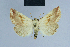  (Eublemma parallela - BC ZSM Lep 54589)  @13 [ ] CreativeCommons - Attribution Non-Commercial Share-Alike (2014) Axel Hausmann/Bavarian State Collection of Zoology (ZSM) SNSB, Zoologische Staatssammlung Muenchen