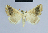  ( - BC ZSM Lep 54590)  @14 [ ] CreativeCommons - Attribution Non-Commercial Share-Alike (2014) Axel Hausmann/Bavarian State Collection of Zoology (ZSM) SNSB, Zoologische Staatssammlung Muenchen