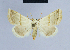  ( - BC ZSM Lep 54591)  @14 [ ] CreativeCommons - Attribution Non-Commercial Share-Alike (2014) Axel Hausmann/Bavarian State Collection of Zoology (ZSM) SNSB, Zoologische Staatssammlung Muenchen