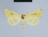  (Eublemma pallidula - BC ZSM Lep 54592)  @14 [ ] CreativeCommons - Attribution Non-Commercial Share-Alike (2014) Axel Hausmann/Bavarian State Collection of Zoology (ZSM) SNSB, Zoologische Staatssammlung Muenchen