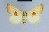  (Eublemma communimacula - BC ZSM Lep 54593)  @14 [ ] CreativeCommons - Attribution Non-Commercial Share-Alike (2014) Axel Hausmann/Bavarian State Collection of Zoology (ZSM) SNSB, Zoologische Staatssammlung Muenchen