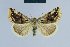  ( - BC ZSM Lep 54594)  @15 [ ] CreativeCommons - Attribution Non-Commercial Share-Alike (2014) Axel Hausmann/Bavarian State Collection of Zoology (ZSM) SNSB, Zoologische Staatssammlung Muenchen