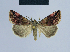  ( - BC ZSM Lep 54595)  @15 [ ] CreativeCommons - Attribution Non-Commercial Share-Alike (2014) Axel Hausmann/Bavarian State Collection of Zoology (ZSM) SNSB, Zoologische Staatssammlung Muenchen