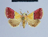  ( - BC ZSM Lep 54597)  @13 [ ] CreativeCommons - Attribution Non-Commercial Share-Alike (2014) Axel Hausmann/Bavarian State Collection of Zoology (ZSM) SNSB, Zoologische Staatssammlung Muenchen