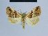 ( - BC ZSM Lep 54598)  @13 [ ] CreativeCommons - Attribution Non-Commercial Share-Alike (2014) Axel Hausmann/Bavarian State Collection of Zoology (ZSM) SNSB, Zoologische Staatssammlung Muenchen