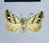  ( - BC ZSM Lep 54600)  @13 [ ] CreativeCommons - Attribution Non-Commercial Share-Alike (2014) Axel Hausmann/Bavarian State Collection of Zoology (ZSM) SNSB, Zoologische Staatssammlung Muenchen