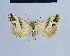  (Eublemma muscatensis - BC ZSM Lep 54601)  @14 [ ] CreativeCommons - Attribution Non-Commercial Share-Alike (2014) Axel Hausmann/Bavarian State Collection of Zoology (ZSM) SNSB, Zoologische Staatssammlung Muenchen