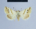  ( - BC ZSM Lep 54604)  @14 [ ] CreativeCommons - Attribution Non-Commercial Share-Alike (2014) Axel Hausmann/Bavarian State Collection of Zoology (ZSM) SNSB, Zoologische Staatssammlung Muenchen