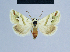  ( - BC ZSM Lep 54605)  @11 [ ] CreativeCommons - Attribution Non-Commercial Share-Alike (2014) Axel Hausmann/Bavarian State Collection of Zoology (ZSM) SNSB, Zoologische Staatssammlung Muenchen