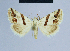  (Eublemma candidana - BC ZSM Lep 54606)  @14 [ ] CreativeCommons - Attribution Non-Commercial Share-Alike (2014) Axel Hausmann/Bavarian State Collection of Zoology (ZSM) SNSB, Zoologische Staatssammlung Muenchen