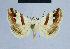  ( - BC ZSM Lep 54607)  @14 [ ] CreativeCommons - Attribution Non-Commercial Share-Alike (2014) Axel Hausmann/Bavarian State Collection of Zoology (ZSM) SNSB, Zoologische Staatssammlung Muenchen