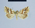  ( - BC ZSM Lep 54608)  @11 [ ] CreativeCommons - Attribution Non-Commercial Share-Alike (2014) Axel Hausmann/Bavarian State Collection of Zoology (ZSM) SNSB, Zoologische Staatssammlung Muenchen