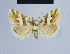  (Eublemma elychrysi - BC ZSM Lep 54609)  @14 [ ] CreativeCommons - Attribution Non-Commercial Share-Alike (2014) Axel Hausmann/Bavarian State Collection of Zoology (ZSM) SNSB, Zoologische Staatssammlung Muenchen