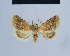  ( - BC ZSM Lep 54610)  @13 [ ] CreativeCommons - Attribution Non-Commercial Share-Alike (2014) Axel Hausmann/Bavarian State Collection of Zoology (ZSM) SNSB, Zoologische Staatssammlung Muenchen